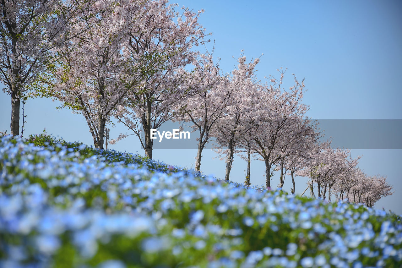 low angle view of flowering tree against clear sky