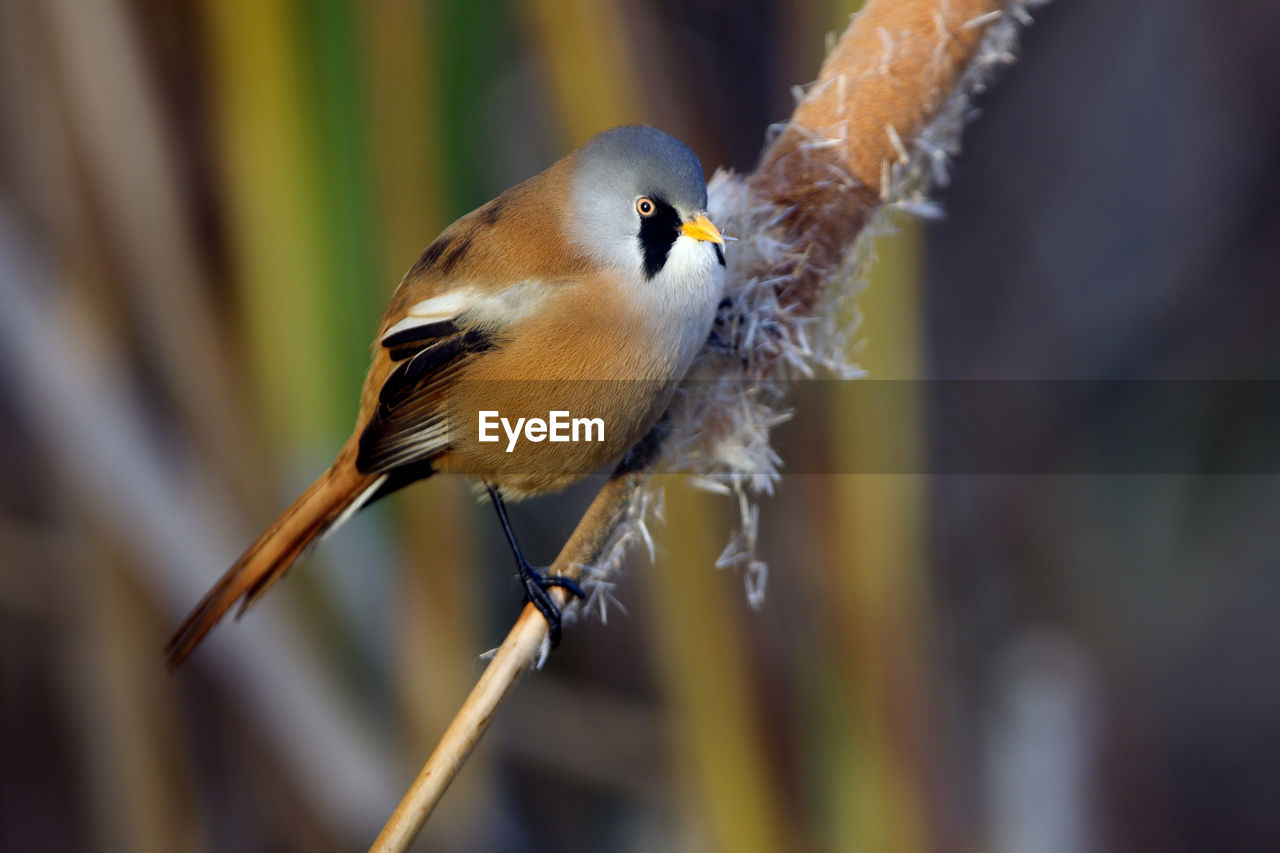 CLOSE-UP OF SPARROW PERCHING ON TWIG