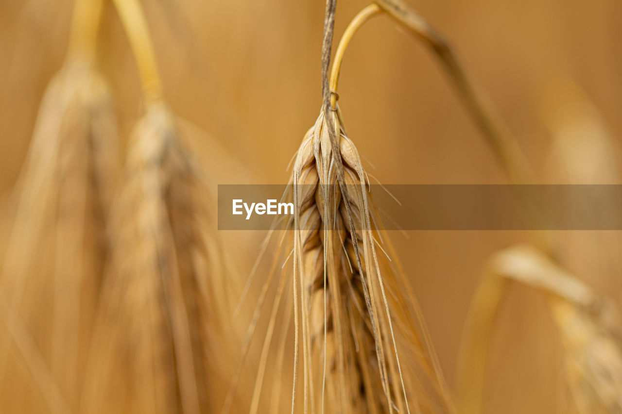 Close-up of wheat growing in field