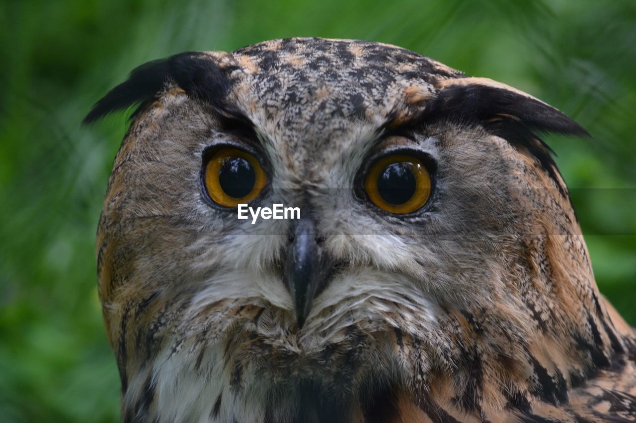 Close-up portrait of owl