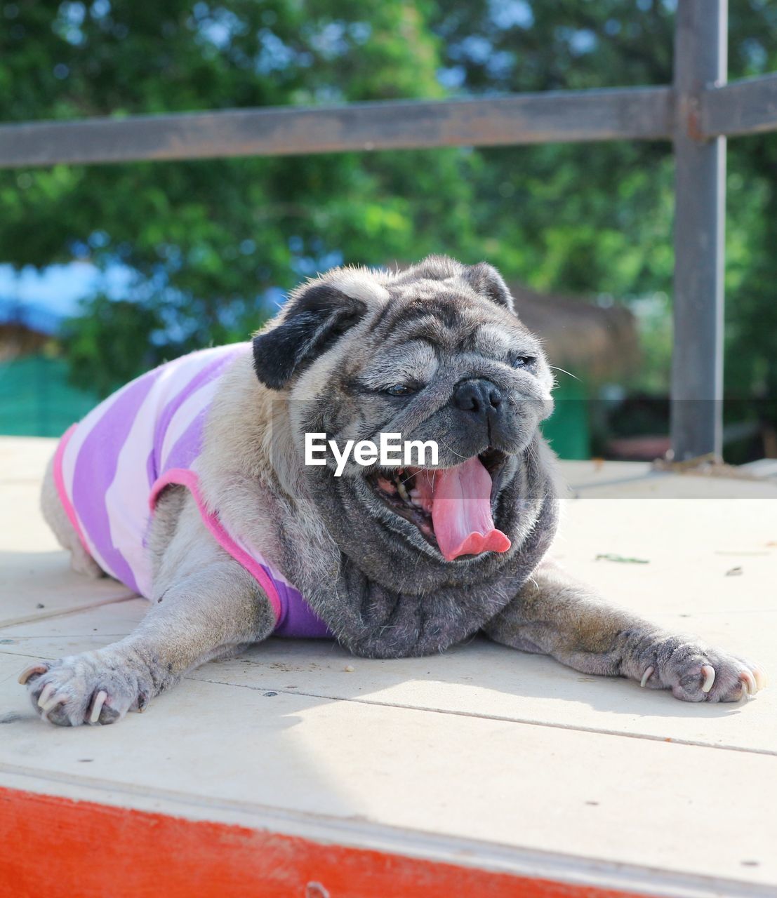 Portrait of dog lying down