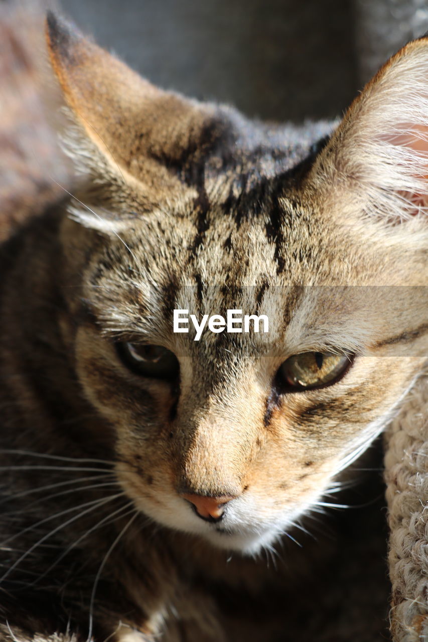 CLOSE-UP PORTRAIT OF TABBY CAT