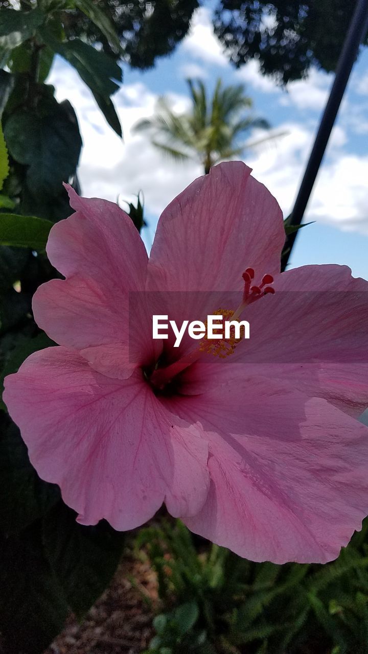 CLOSE-UP OF PINK HIBISCUS FLOWER BLOOMING