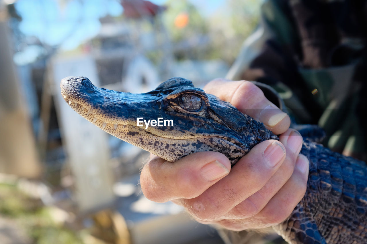 Baby alligator head held by human held in florida everglades