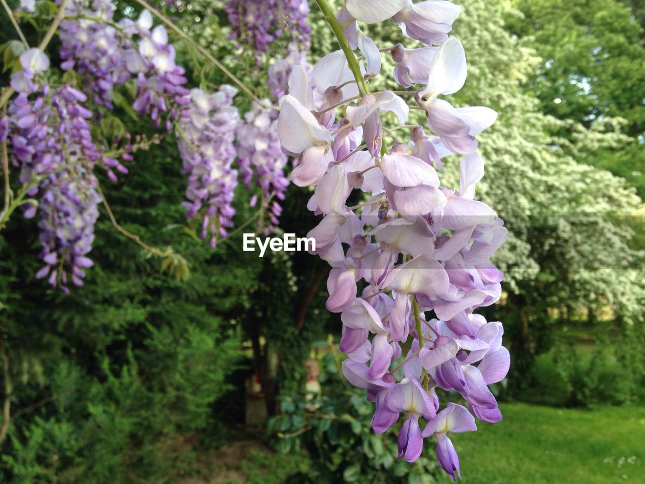 PURPLE FLOWERS BLOOMING IN PARK