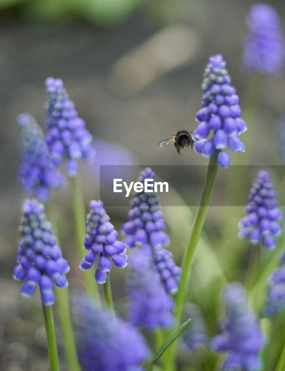 CLOSE-UP OF HONEY BEE POLLINATING ON PURPLE FLOWERING