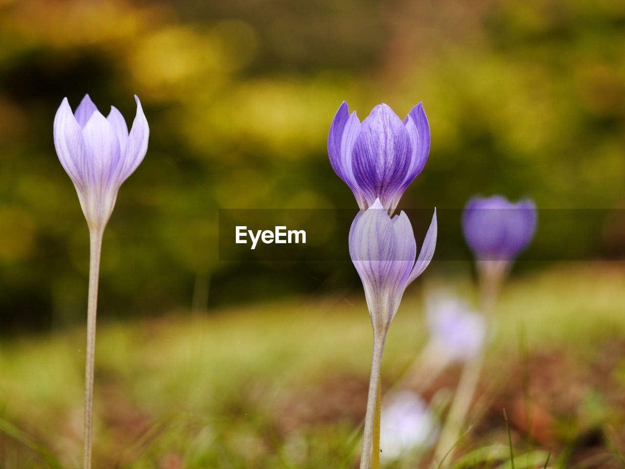 CLOSE-UP OF PURPLE CROCUS BLOOMING AT FIELD
