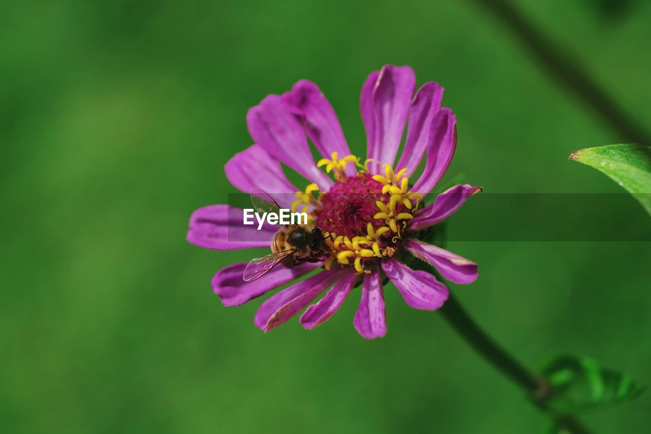 CLOSE-UP OF HONEY BEE POLLINATING ON FLOWER