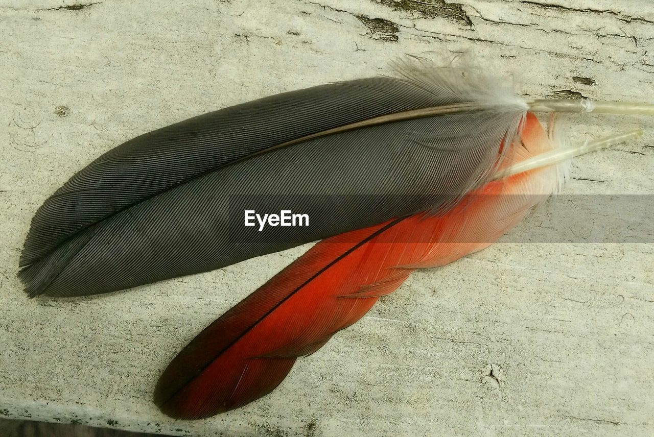 Close-up of feathers