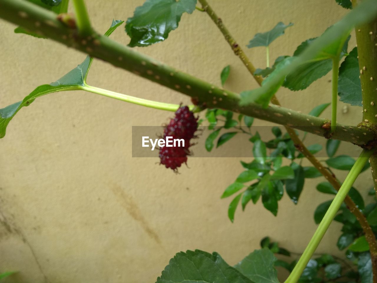 CLOSE-UP OF BERRIES GROWING ON PLANT