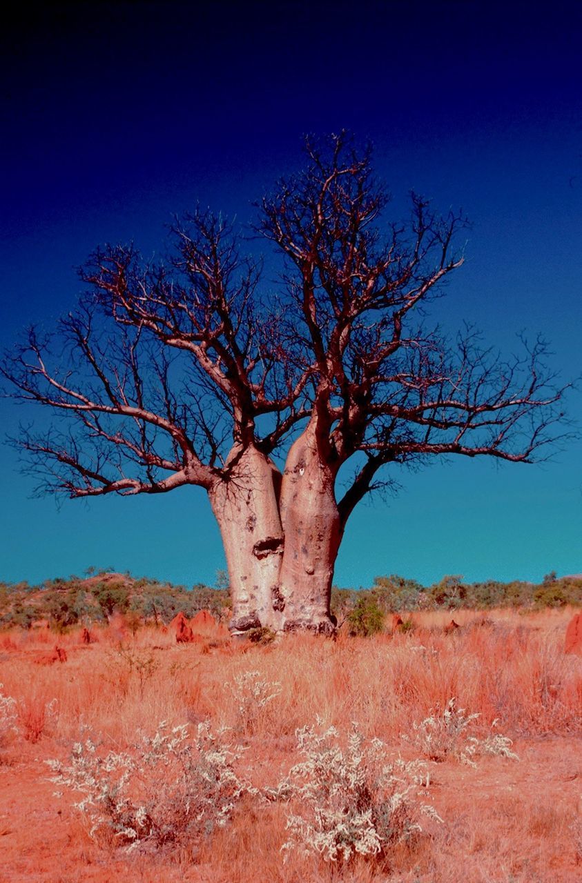 Bare tree on countryside landscape against clear blue sky