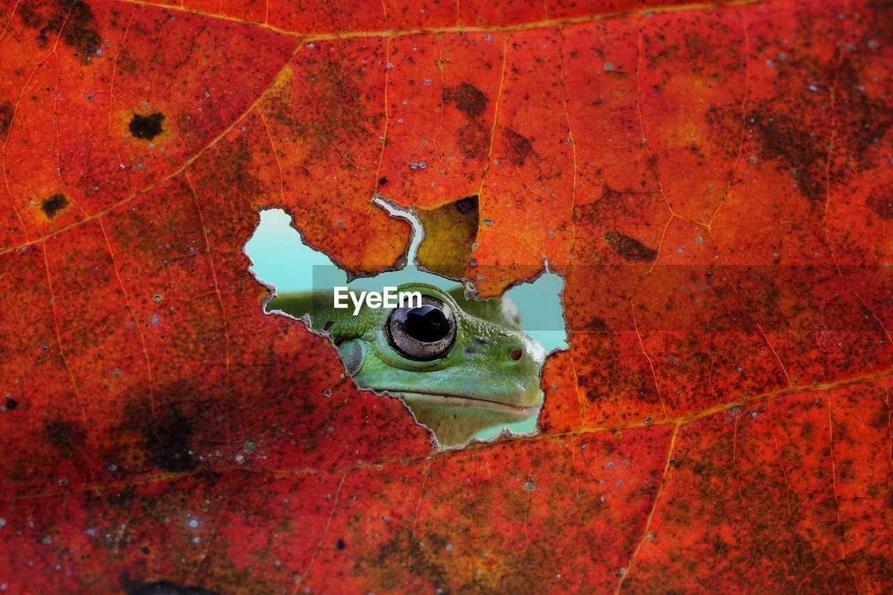 Close-up of frog