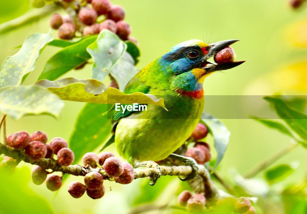 CLOSE-UP OF BIRD PERCHING ON TREE