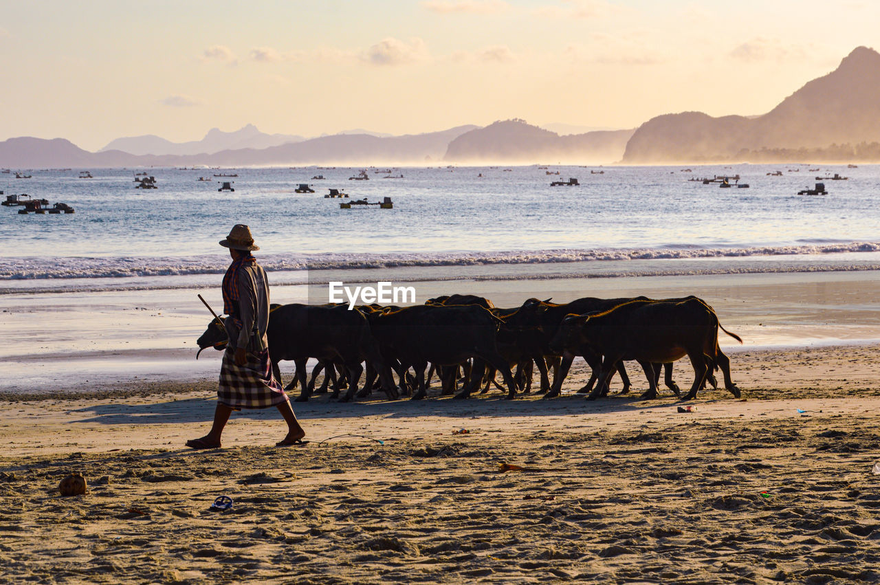 View of buffalo on beach against sunset sky