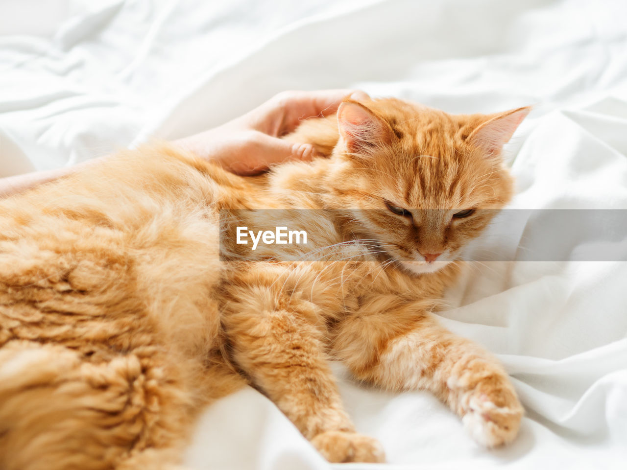 Cute ginger cat lies on woman's hand. fluffy pet on unmade bed. pet owner in cozy home. cat lover.