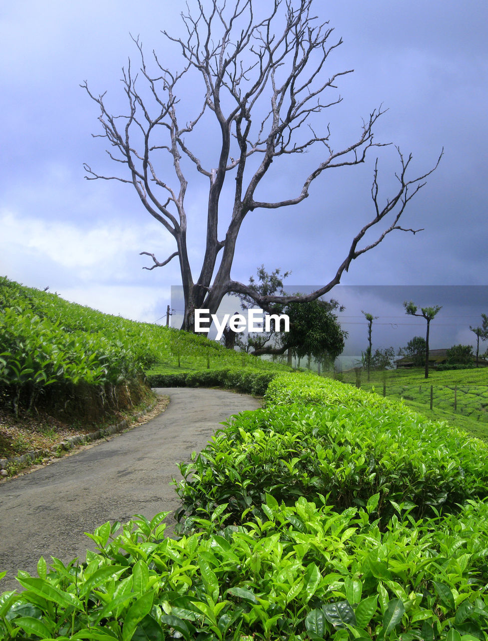 Road by trees on field against sky