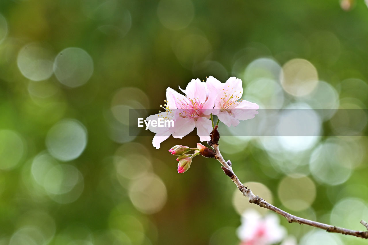 plant, flower, flowering plant, beauty in nature, freshness, springtime, blossom, nature, fragility, branch, green, close-up, tree, macro photography, pink, defocused, petal, leaf, growth, flower head, focus on foreground, inflorescence, no people, outdoors, tranquility, environment, backgrounds, selective focus, spring, produce, sunlight, summer, plant part, botany, copy space, softness, light - natural phenomenon, white, cherry blossom, lens flare