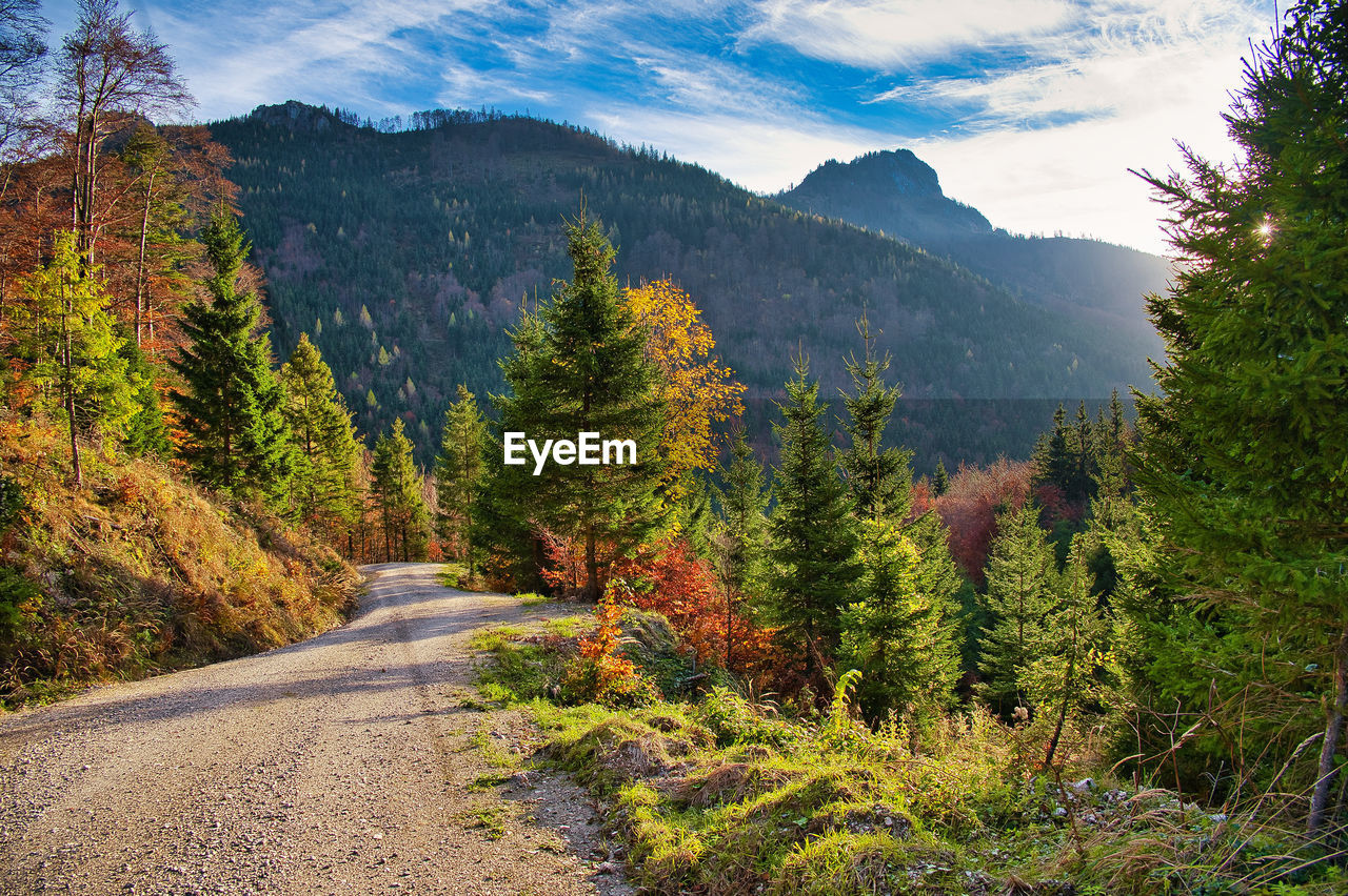 SCENIC VIEW OF ROAD AMIDST TREES AGAINST SKY DURING AUTUMN