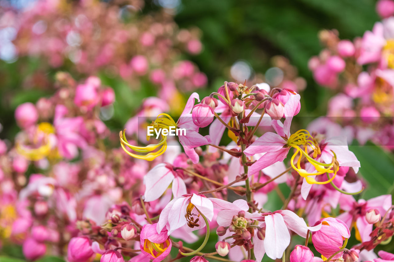 Close-up of pink flowering plant