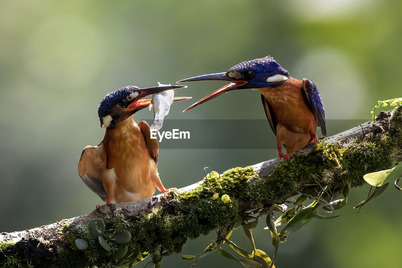 Birds perching on a branch