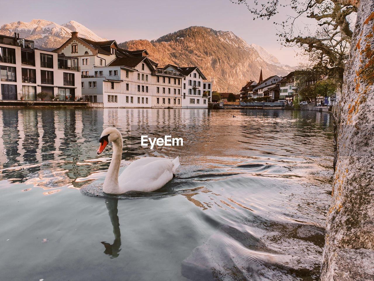 Swan in lake against buildings