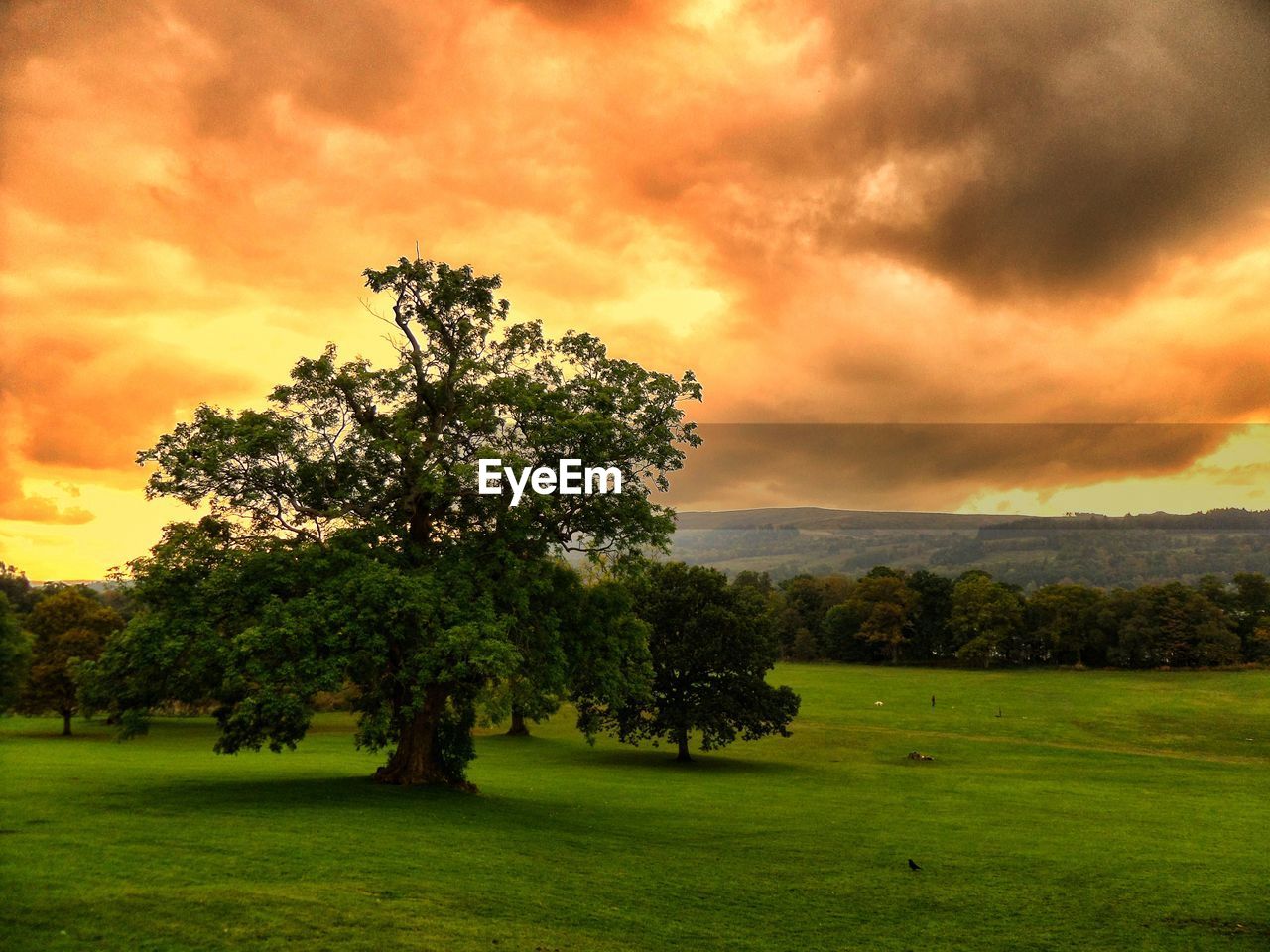 Trees growing on grassy field against cloudy sky during sunset
