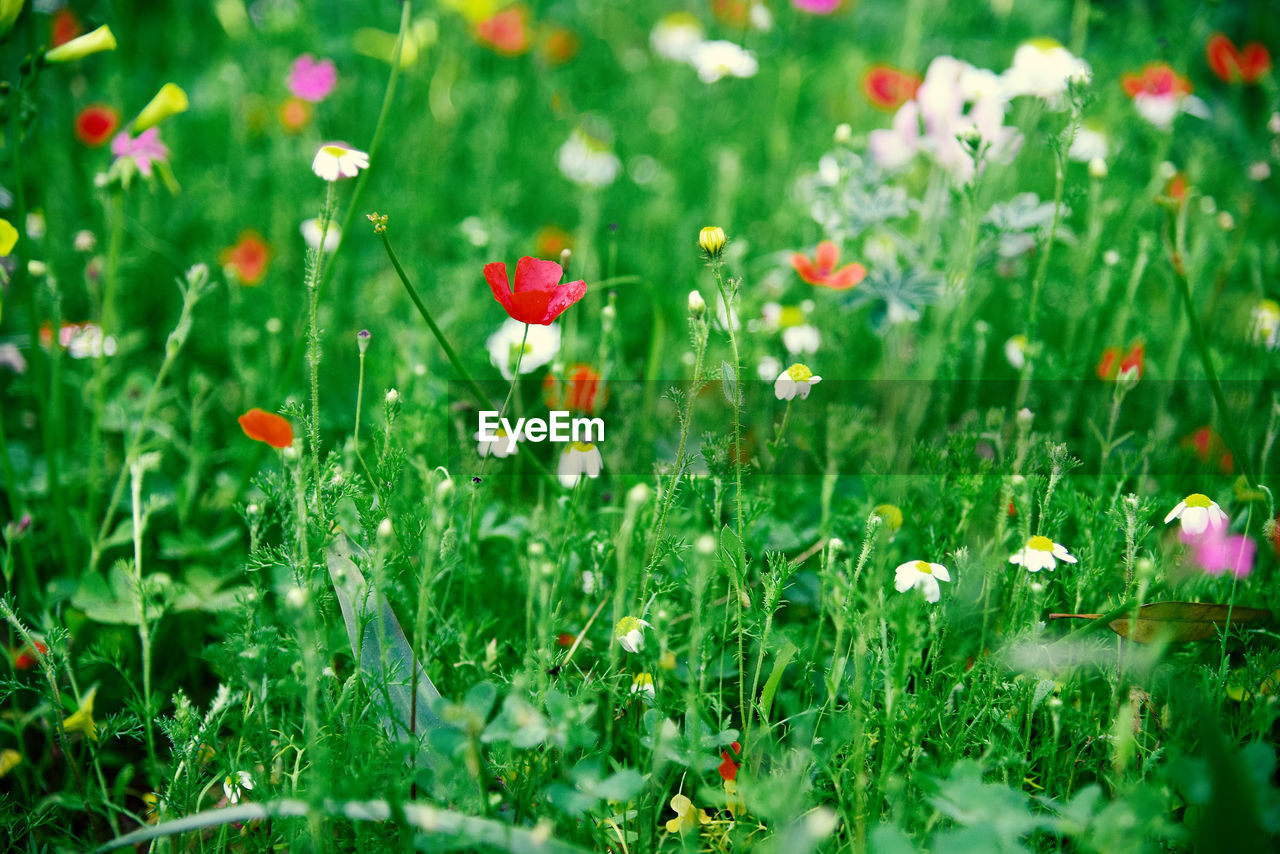 Close-up of fresh white flowers in meadow