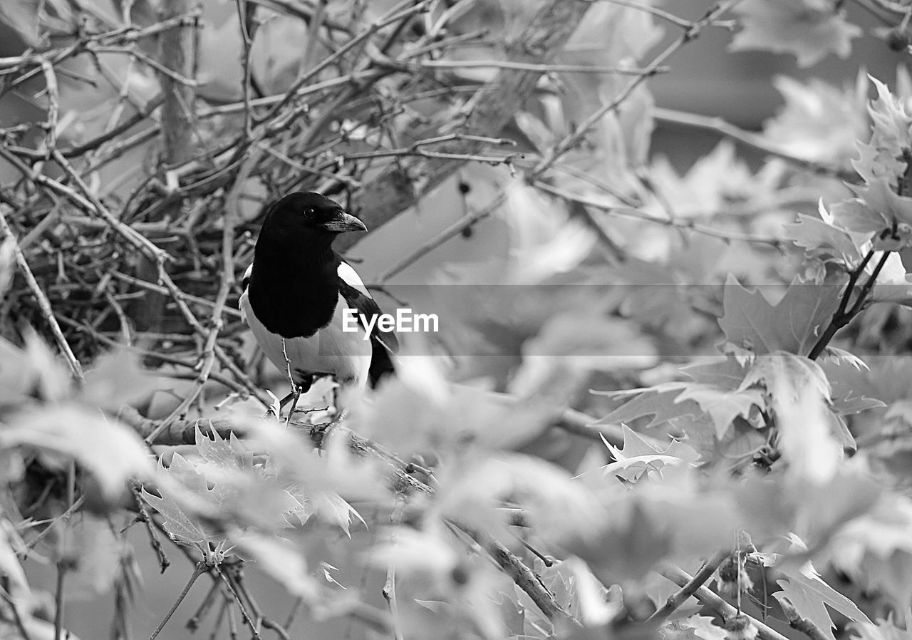 BIRD PERCHING ON BRANCH