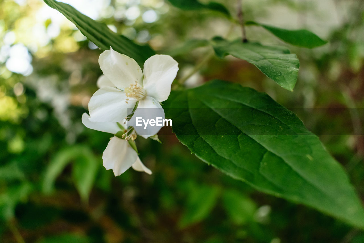 CLOSE-UP OF WHITE FLOWER