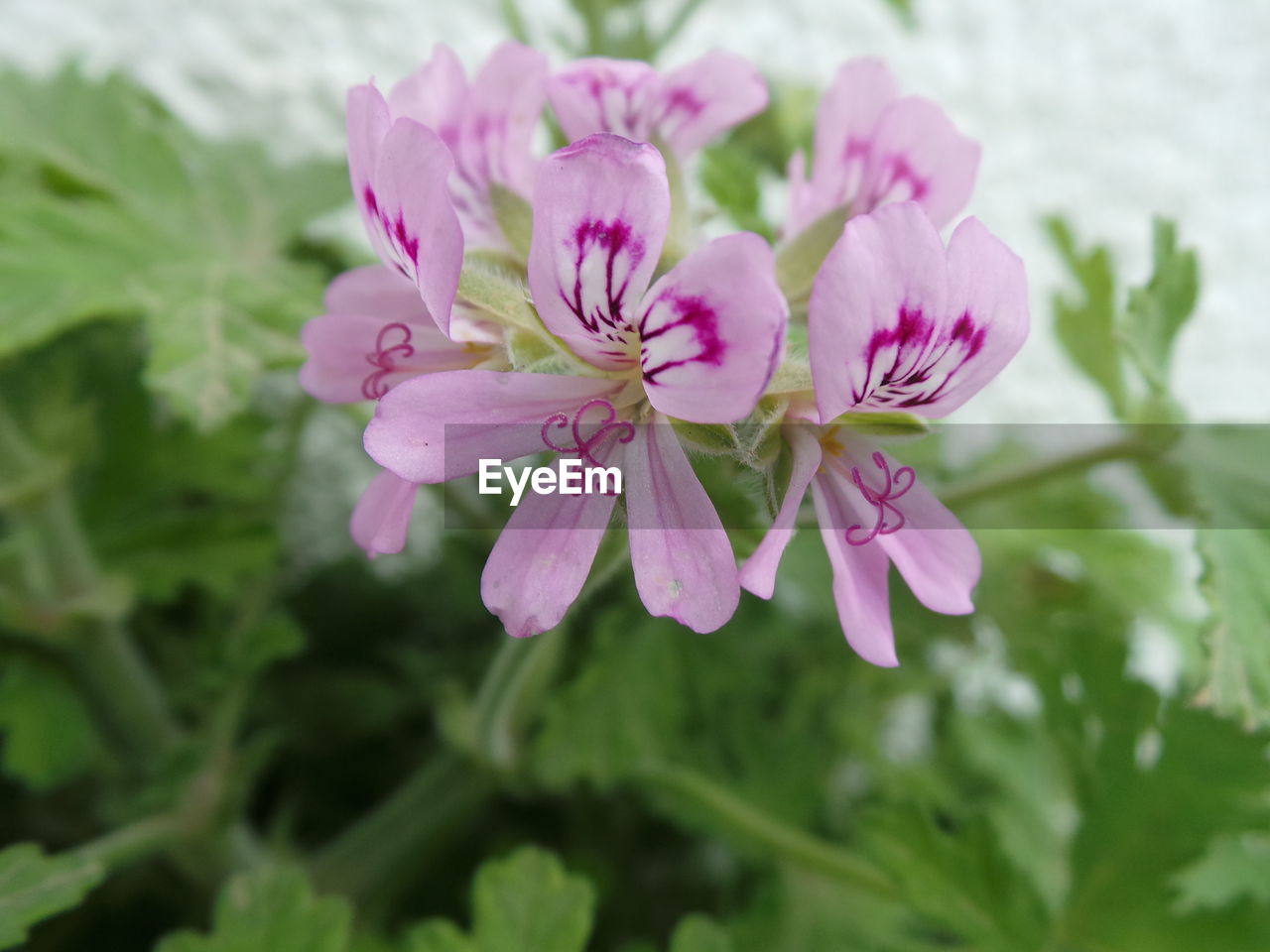 Close-up of pink flowers