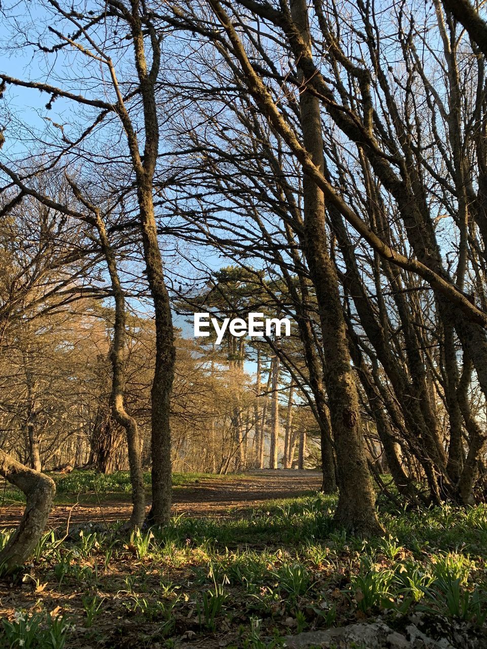 TREES GROWING ON FIELD IN FOREST