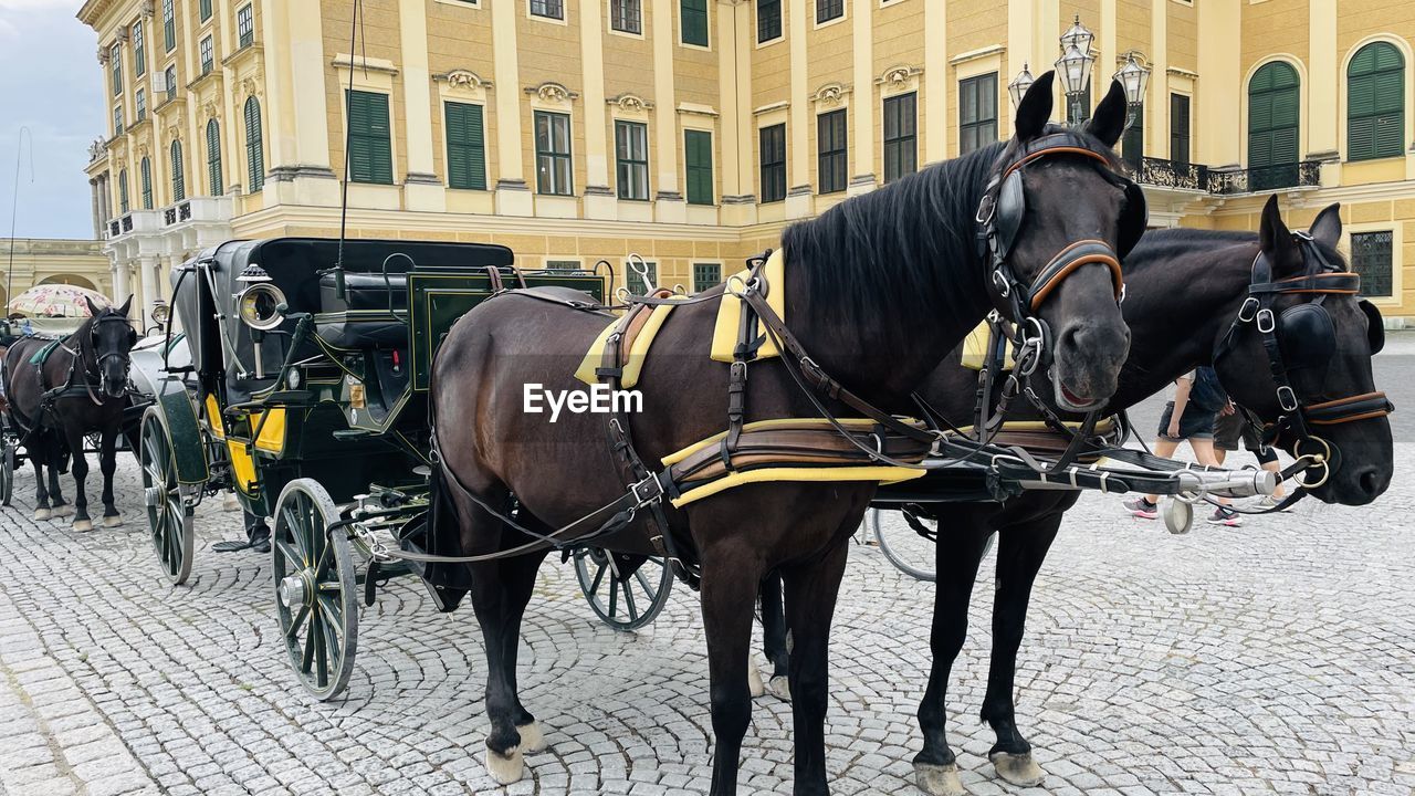 carriage, animal, horse harness, horse, domestic animals, mammal, animal themes, horse and buggy, architecture, livestock, animal wildlife, city, building exterior, horse cart, transportation, built structure, vehicle, street, pet, working animal, horsedrawn, cart, coachman, mode of transportation, group of animals, pack animal, travel, travel destinations, building, land vehicle, day, outdoors, two animals, tourism