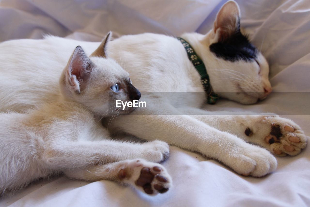 View of a dog lying on bed