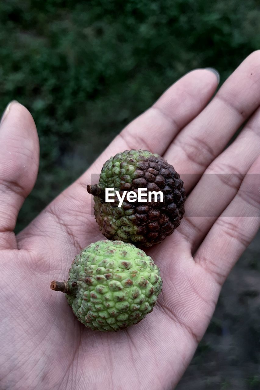 CROPPED IMAGE OF PERSON HOLDING FRUITS