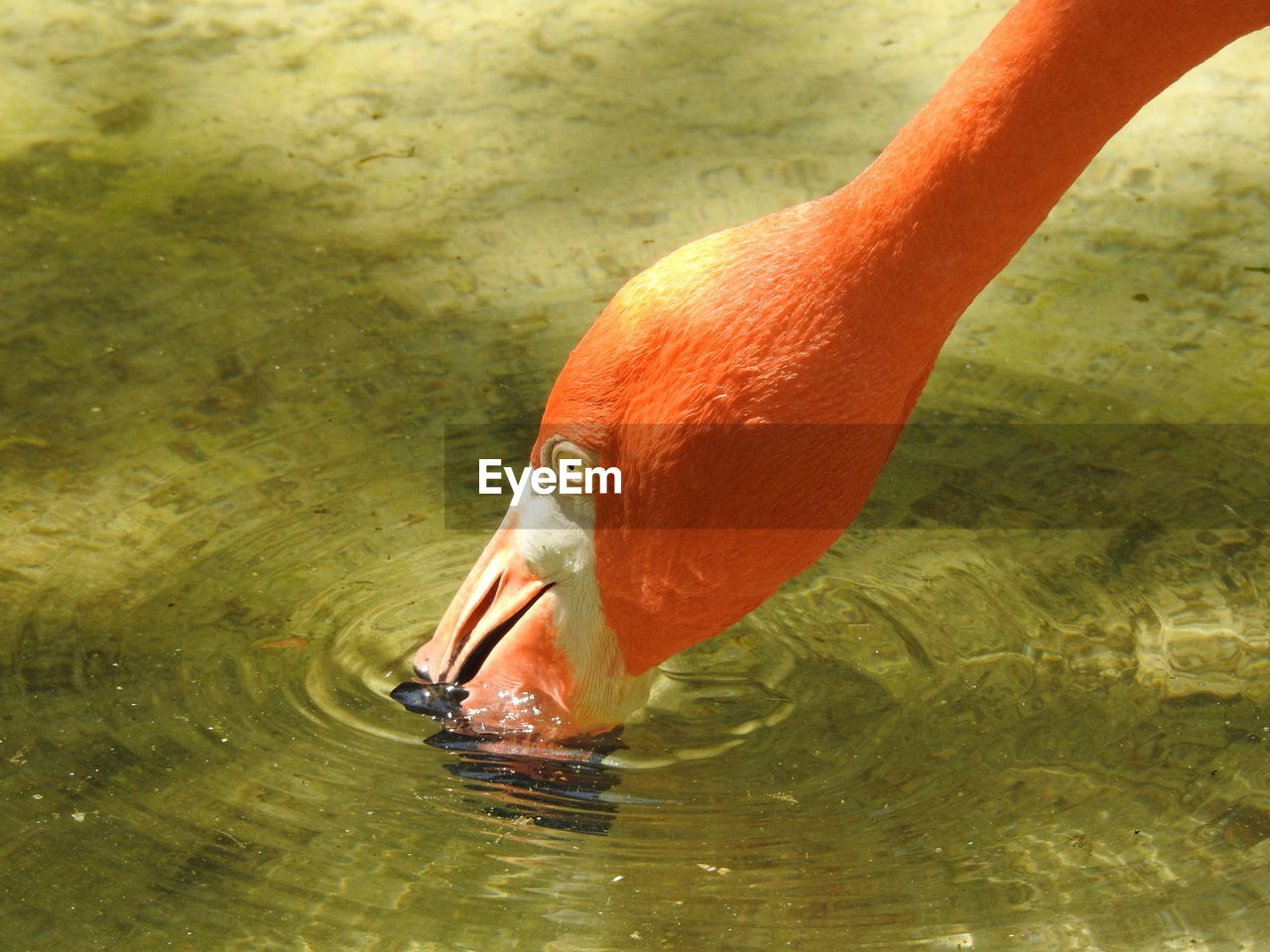 Flamingo drinking water in pond