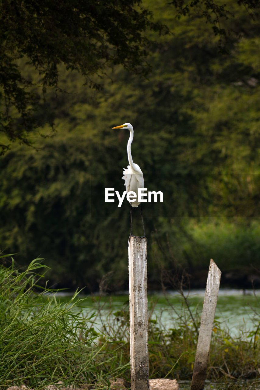 WHITE BIRD PERCHING ON WOODEN POST IN PARK