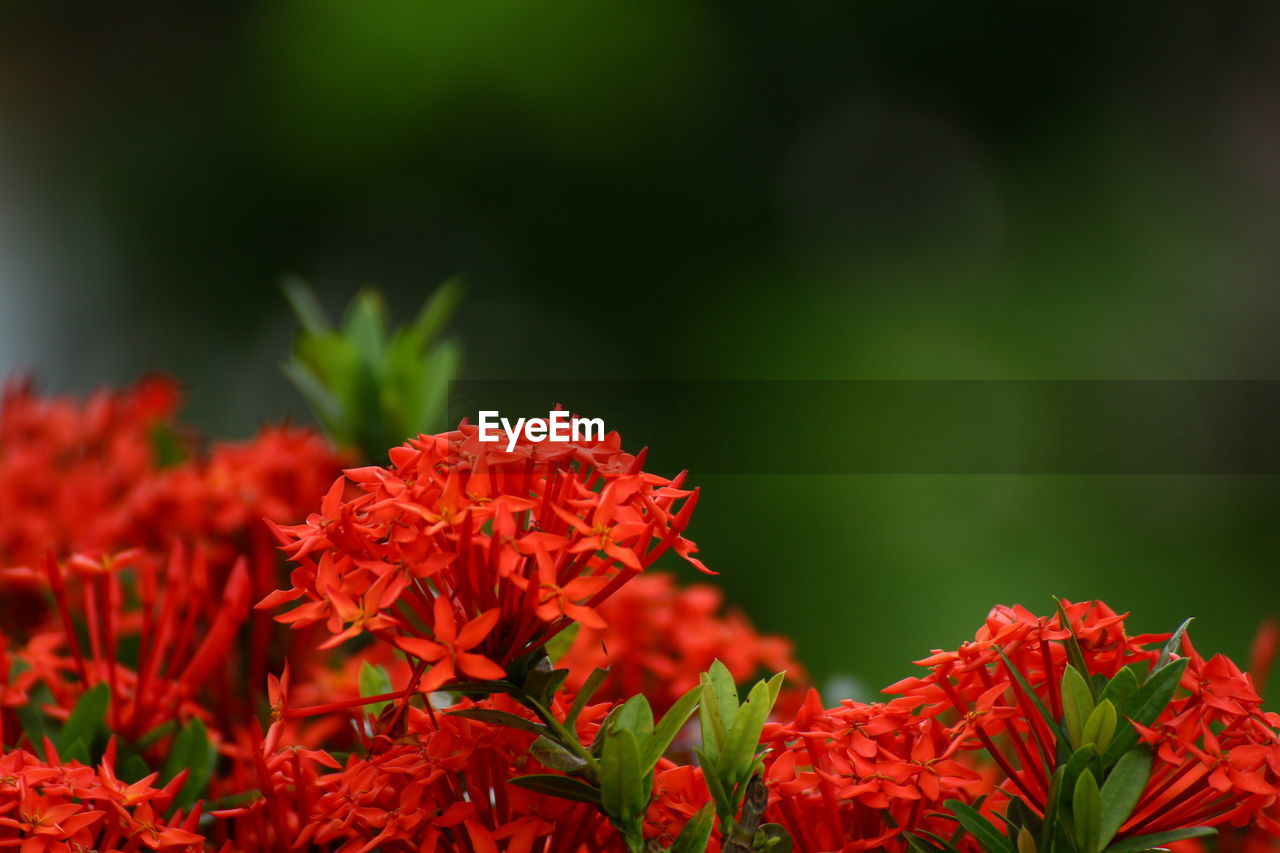 Close-up of red flowers