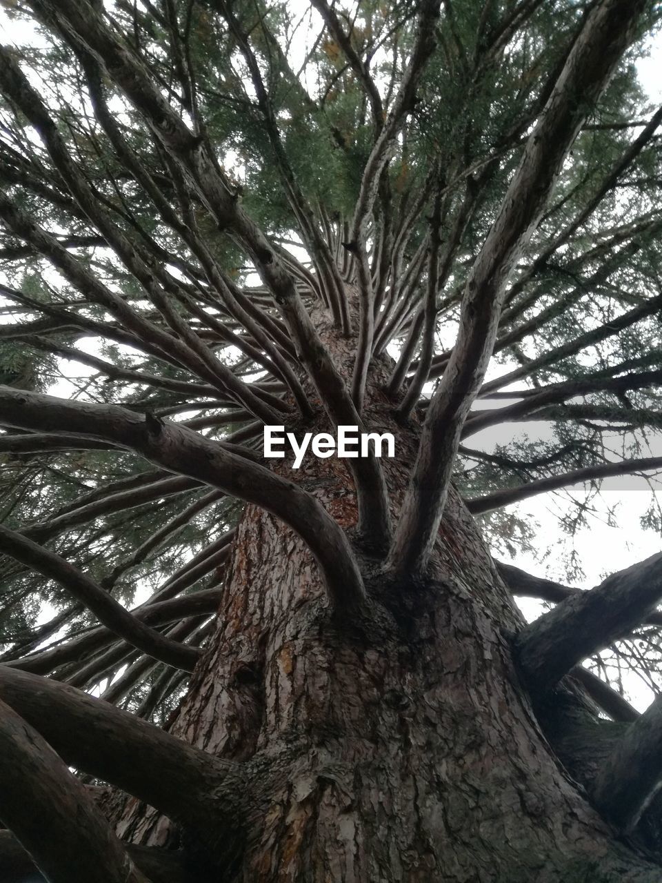 CLOSE-UP LOW ANGLE VIEW OF TREE