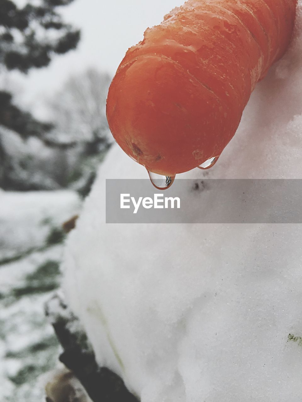 Close-up of drops on carrot in winter