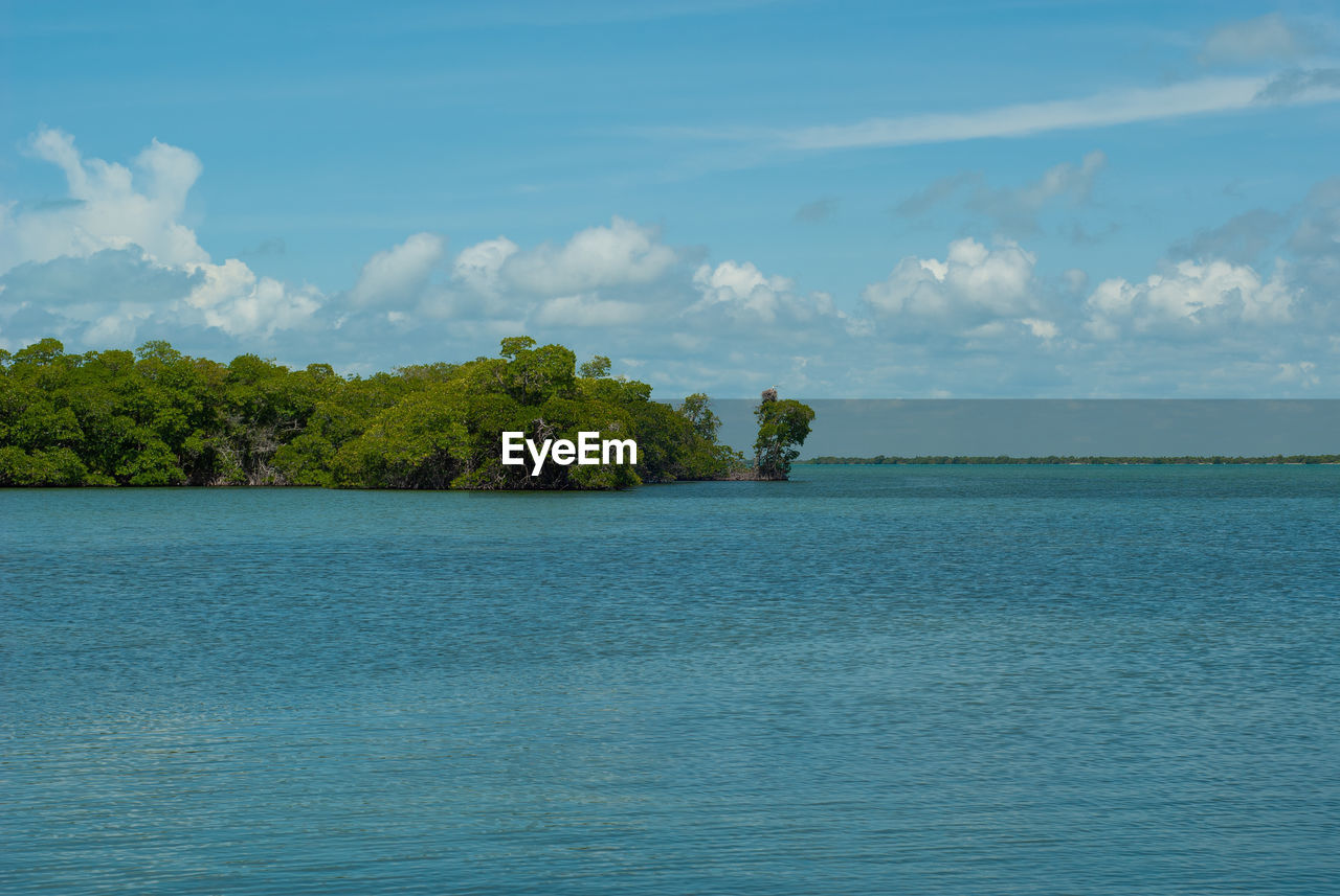 TREES BY SEA AGAINST SKY