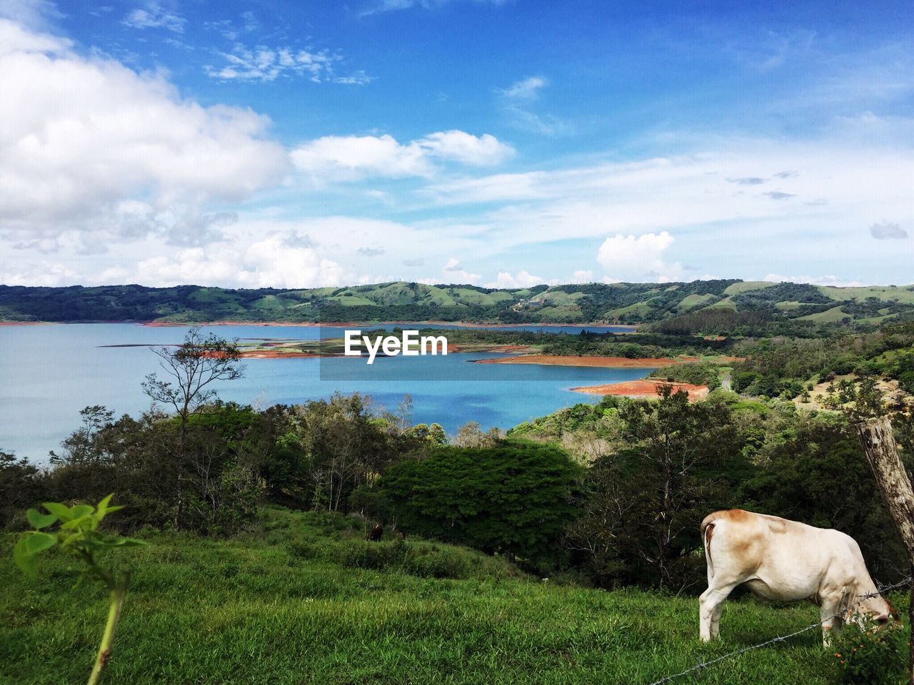 DOG STANDING IN FIELD