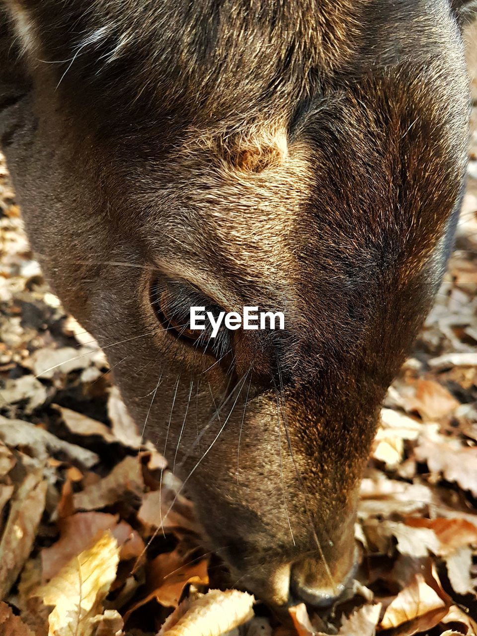 CLOSE-UP OF BROWN HORSE