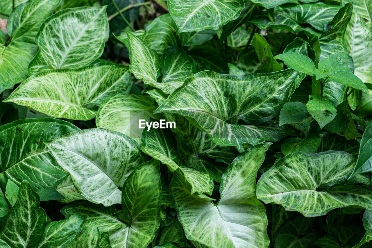 Tropical leaves, abstract green leaves texture, nature background