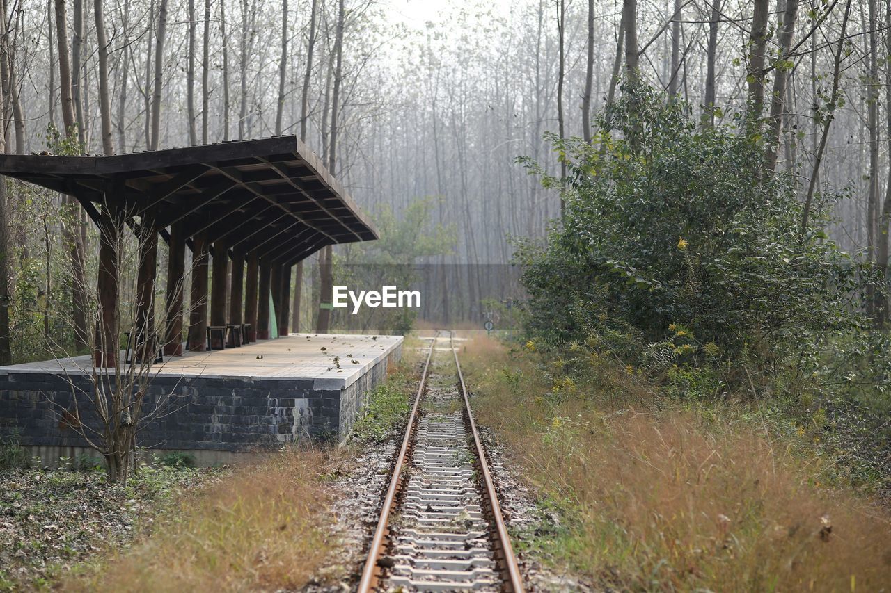 RAILROAD TRACK AMIDST TREES IN FOREST
