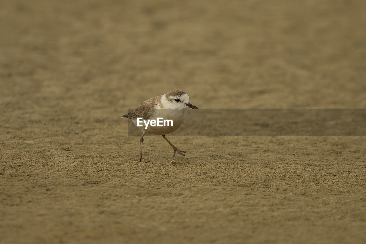 Close-up of bird perching on sand