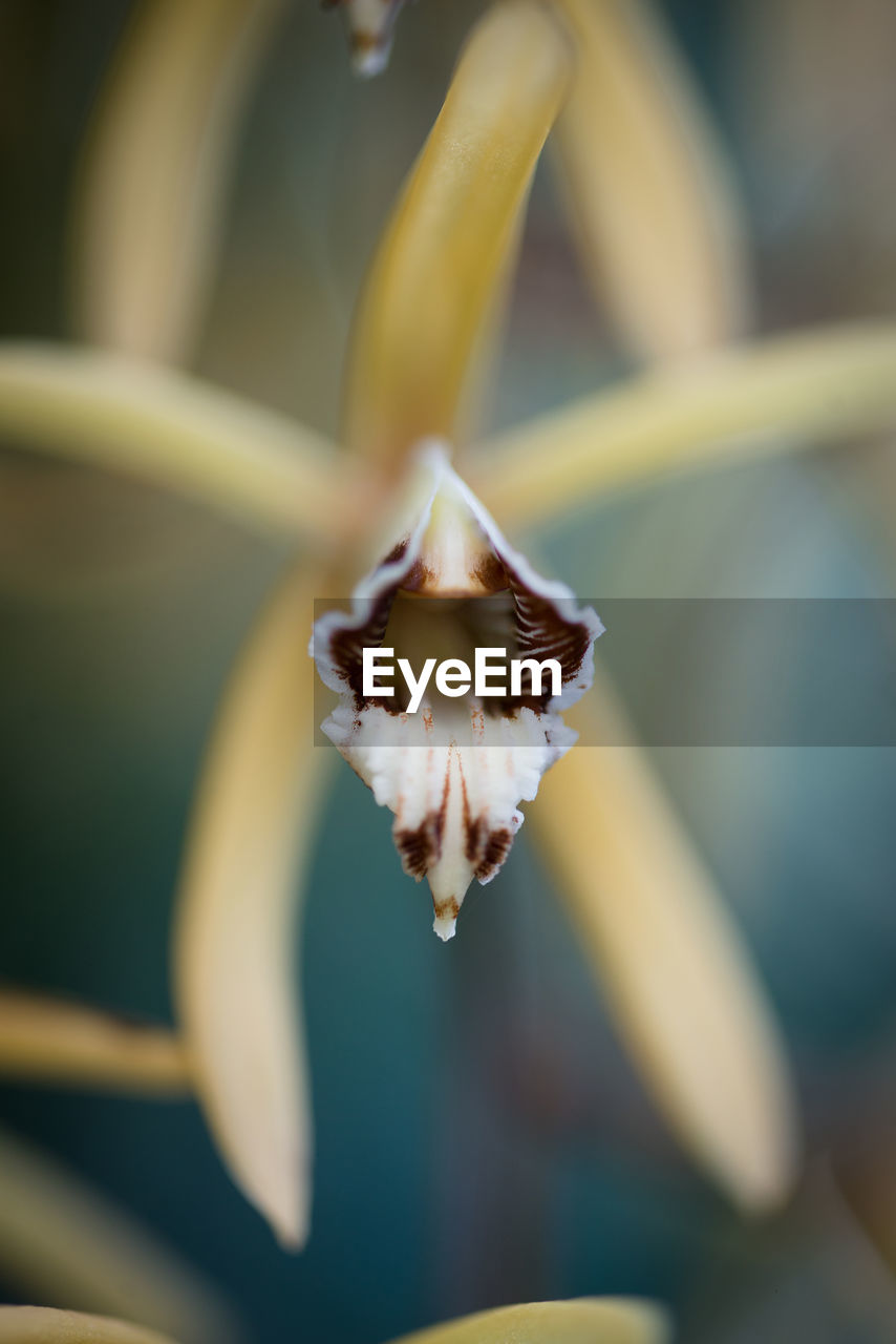 Close-up of day lily blooming outdoors