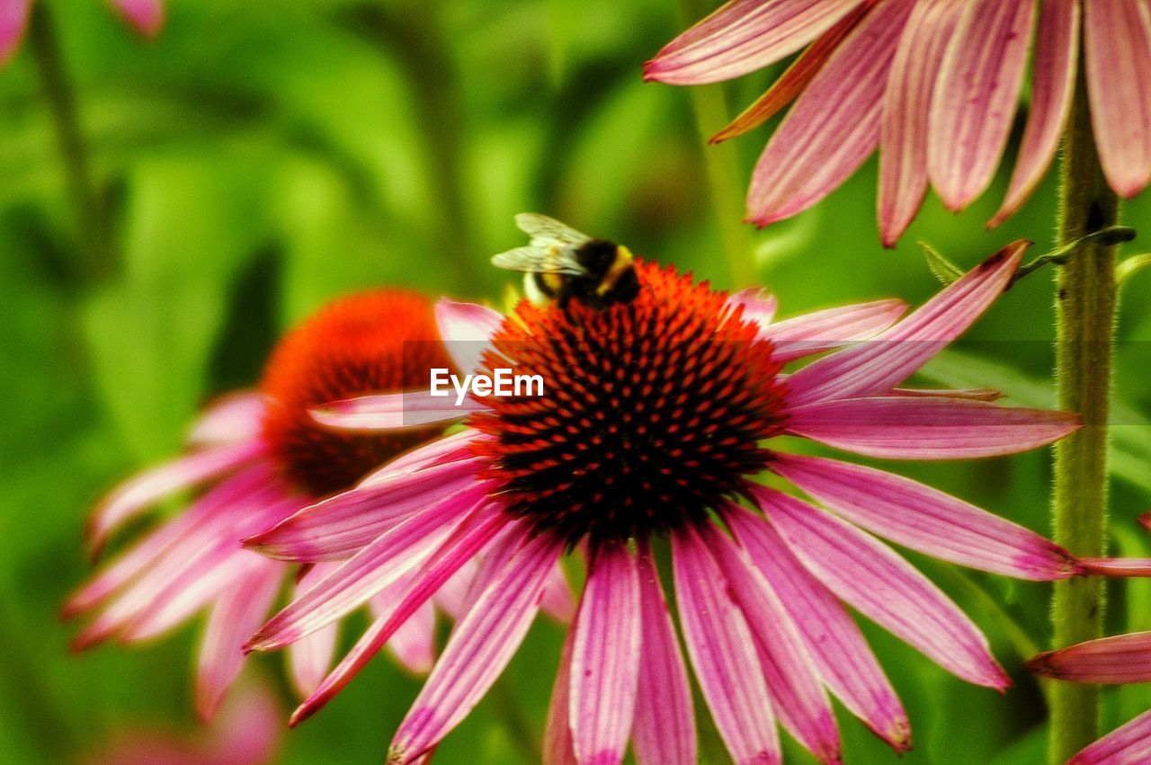 CLOSE-UP OF HONEY BEE ON PURPLE CONEFLOWER