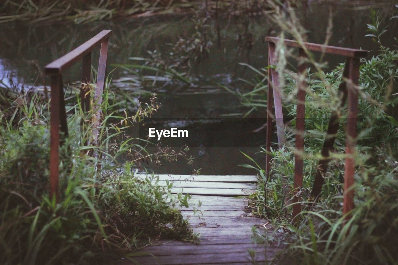 Staircase in forest