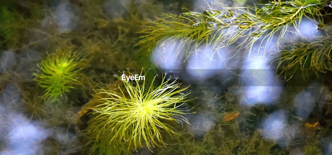 Close-up of plants at night