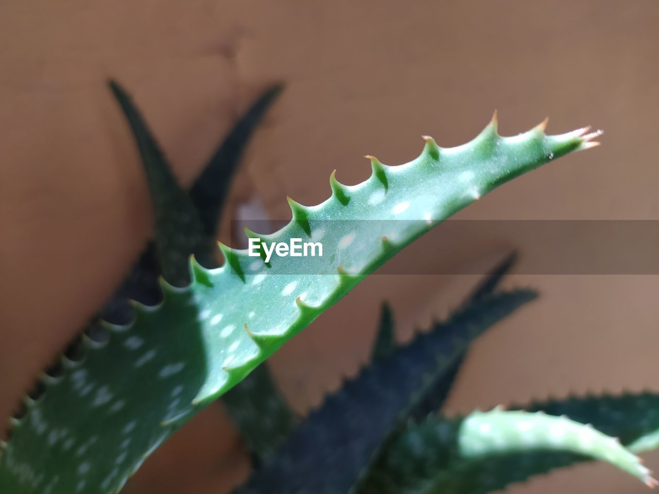 Extreme closeup view of an aloe vera leaf